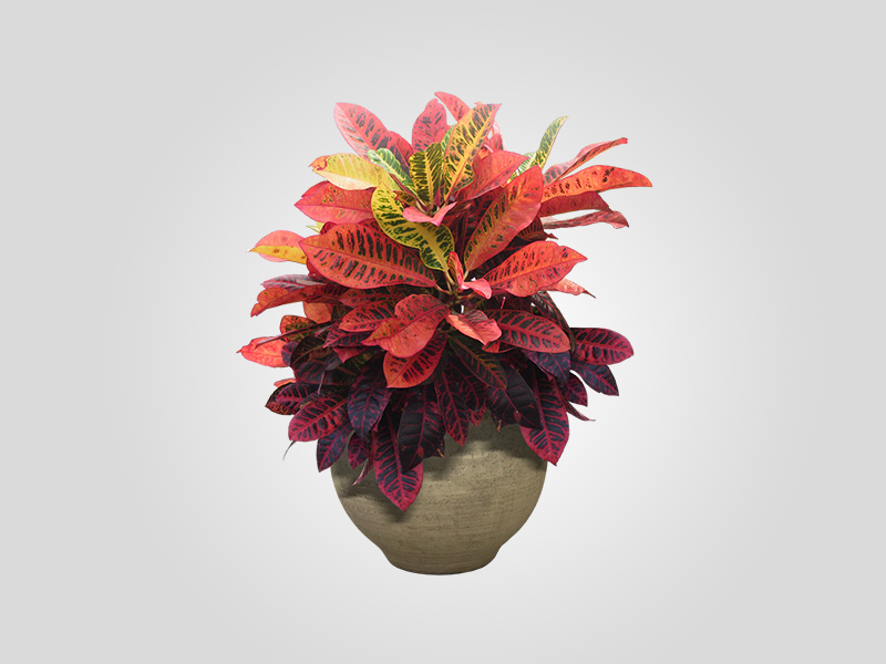 Product Three Title Four